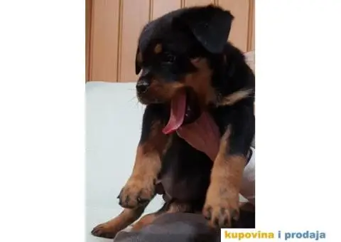 Rotvajler štenci - 7/11