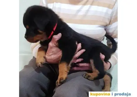 Rotvajler štenci - 8/11