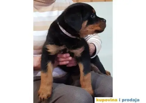 Rotvajler štenci - 10/11