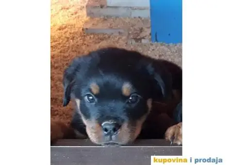 Rotvajler štenci - 11/11