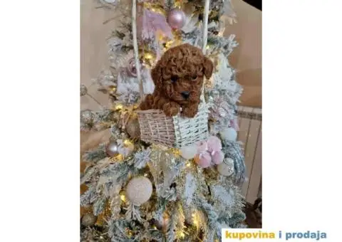 Preslatke TOY PUDLE,  bebice - 2/5