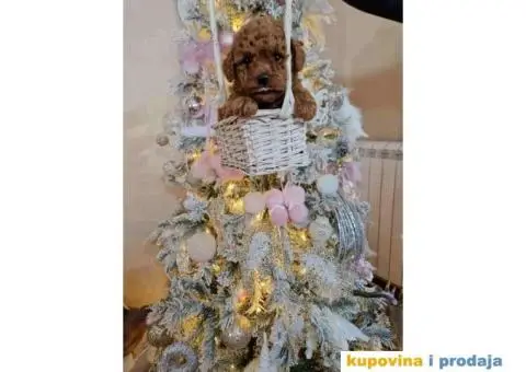 Preslatke TOY PUDLE,  bebice - 3/5