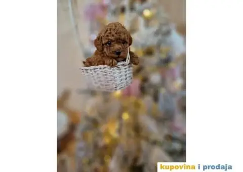 Preslatke TOY PUDLE,  bebice - 4/5