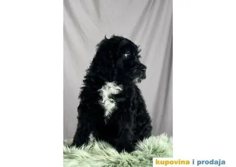 Portugalski vodeni pas štenci - 5/10