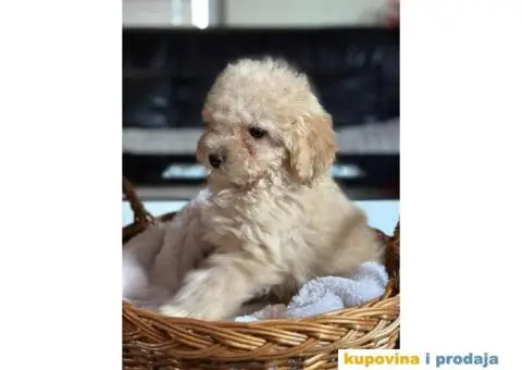 Zenka TOY PUDLE - 2/5