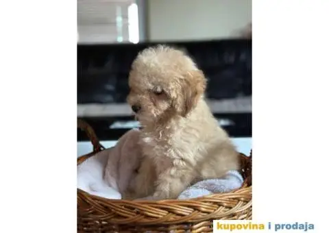 Zenka TOY PUDLE - 3/5