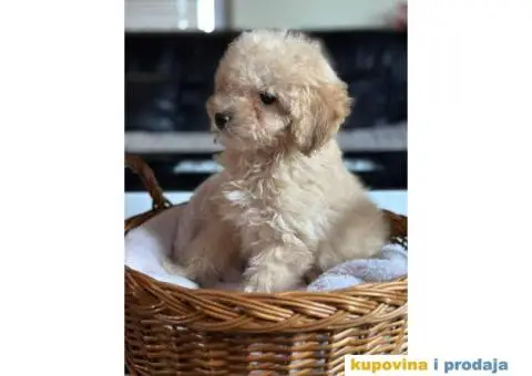 Zenka TOY PUDLE - 4/5