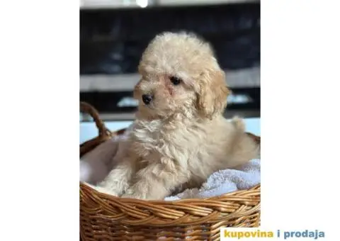 Zenka TOY PUDLE - 5/5