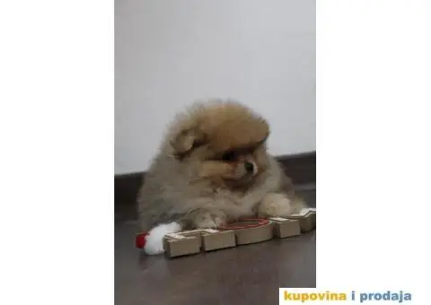 Pomeranci vrhunskog kvaliteta - 1/3