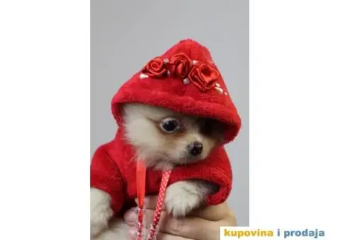 Pomeranci vrhunskog kvaliteta - 2/3