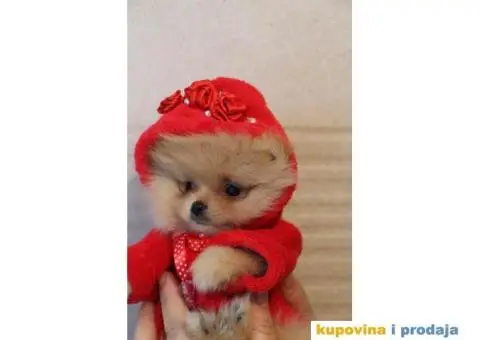 Pomeranci vrhunskog kvaliteta - 3/3