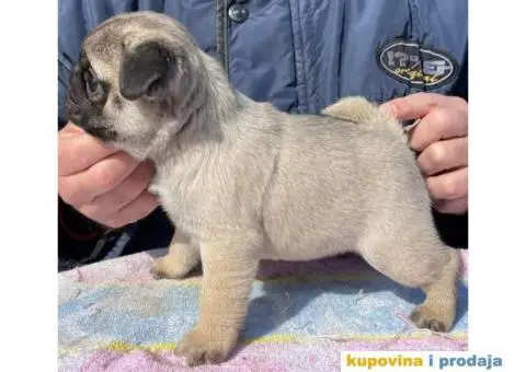 Mops PRELEPI štenci - 1/7