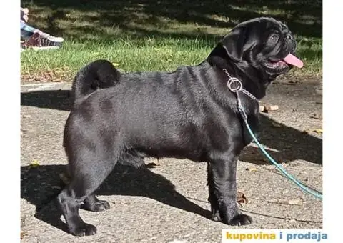 Mops PRELEPI štenci - 2/7