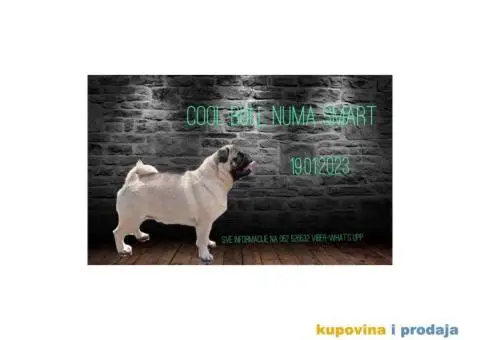 Mops PRELEPI štenci - 3/7