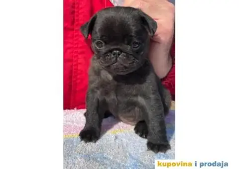 Mops PRELEPI štenci - 4/7