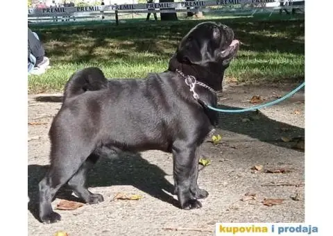 Mops PRELEPI štenci - 7/7