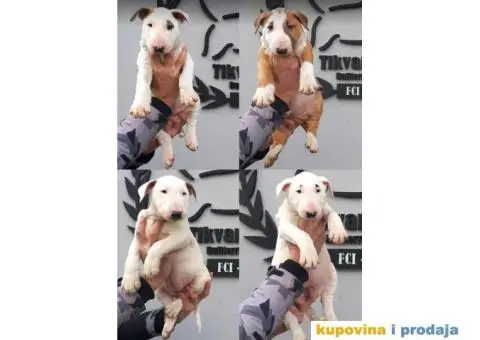 Standard Bull Terijer štenci - 1/11