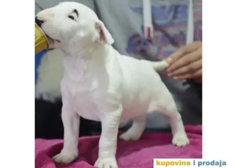 Standard Bull Terijer štenci - 2/11