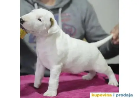 Standard Bull Terijer štenci - 3/11