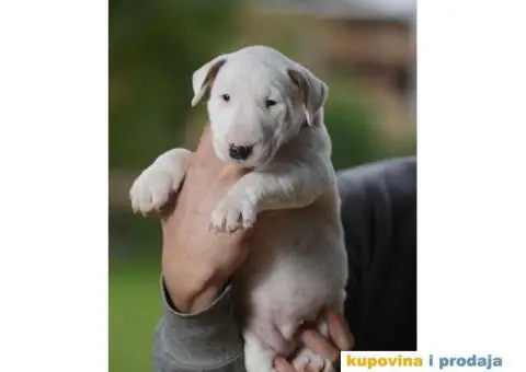 Standard Bull Terijer štenci - 4/11