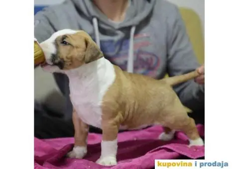 Standard Bull Terijer štenci - 5/11