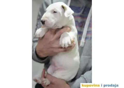 Standard Bull Terijer štenci - 6/11