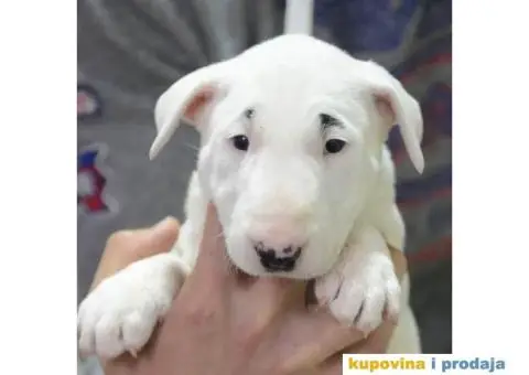 Standard Bull Terijer štenci - 7/11