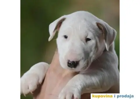 Standard Bull Terijer štenci - 8/11