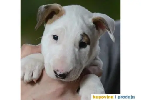 Standard Bull Terijer štenci - 9/11