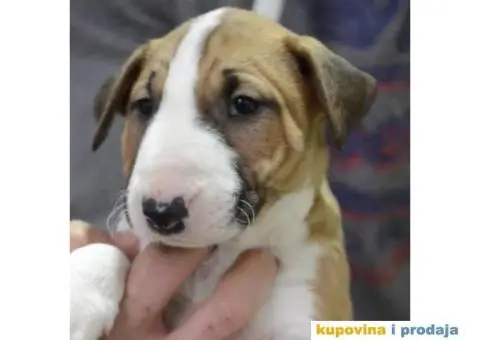 Standard Bull Terijer štenci - 10/11