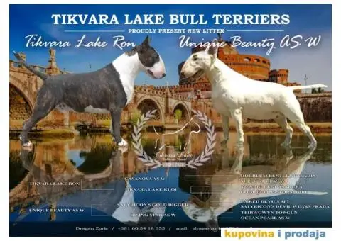 Standard Bull Terijer štenci - 11/11