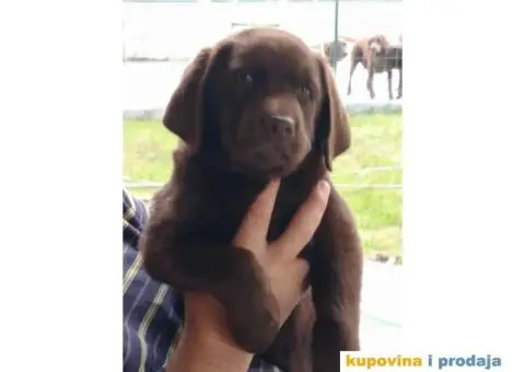 Na prodaju kučići čokoladni labradori