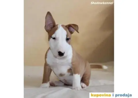 Mini Bull Terijer štenci - 1/10