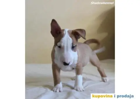 Mini Bull Terijer štenci - 2/10