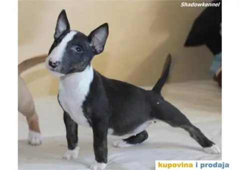 Mini Bull Terijer štenci - 3/10