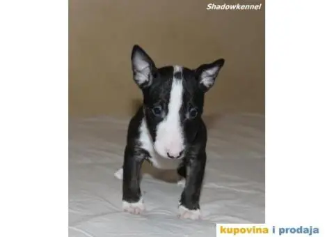 Mini Bull Terijer štenci - 4/10