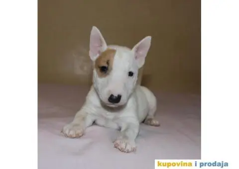 Mini Bull Terijer štenci - 5/10