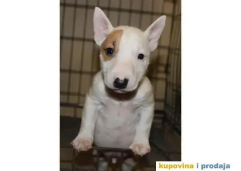 Mini Bull Terijer štenci - 6/10