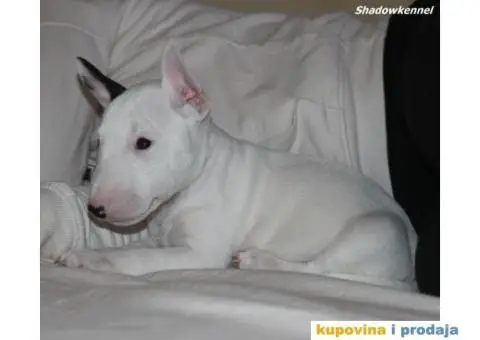 Mini Bull Terijer štenci - 7/10
