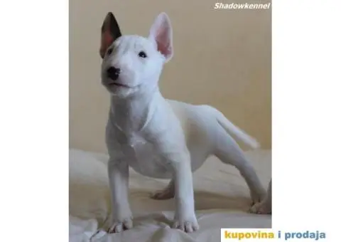 Mini Bull Terijer štenci - 8/10