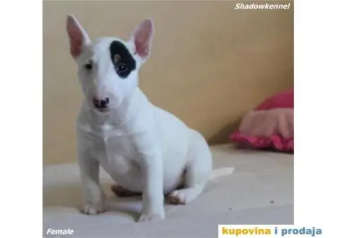 Mini Bull Terijer štenci - 9/10