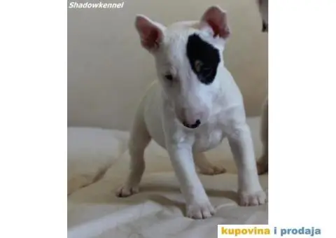 Mini Bull Terijer štenci - 10/10