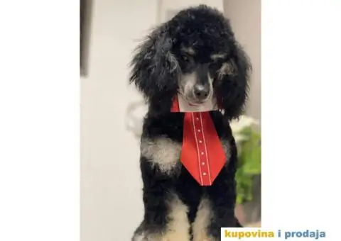 Musko stene patuljaste PUDLE crno sivi - 1/3