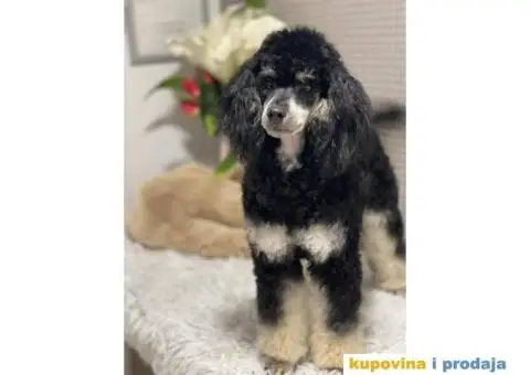 Musko stene patuljaste PUDLE crno sivi - 2/3