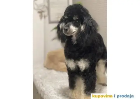 Musko stene patuljaste PUDLE crno sivi - 3/3