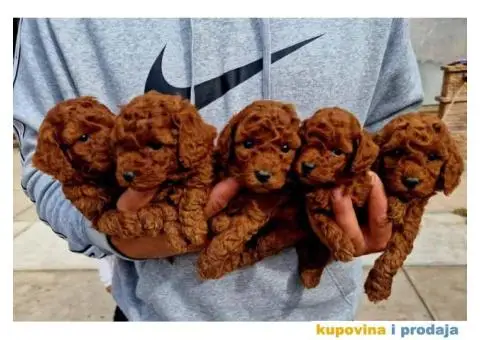 Toy pudlice crvene boje u POM HASH STARS - 1/8