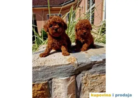 Toy pudlice crvene boje u POM HASH STARS - 2/8