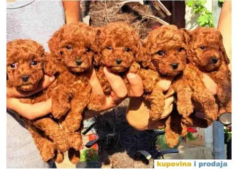 Toy pudlice crvene boje u POM HASH STARS - 3/8