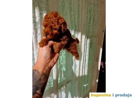 Toy pudlice crvene boje u POM HASH STARS - 7/8