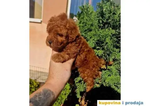 Toy pudlice crvene boje u POM HASH STARS - 8/8